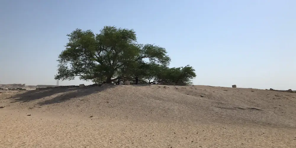 The Tree of Life, a lone green tree spreading over a bare sandy mound in the Bahraini desert