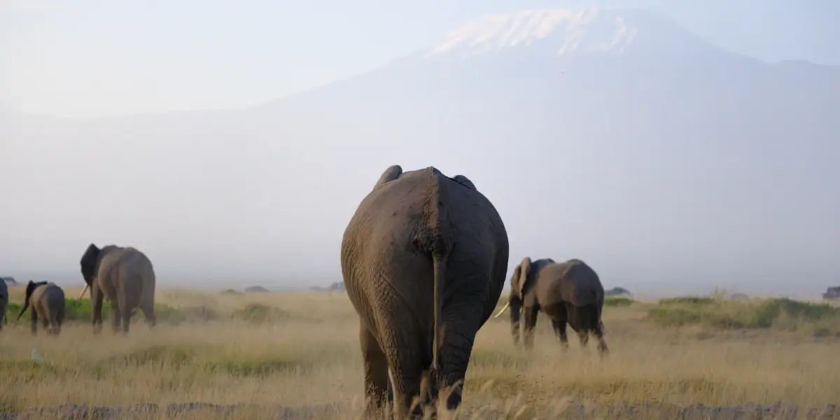 Elephants walking away across the grass plains of Amboseli National Park, with Mount Kilimanjaro behind